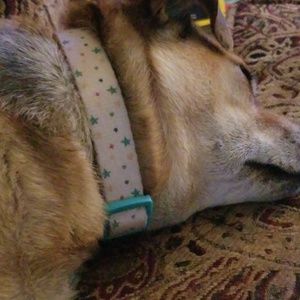 Meet your Posher, Sandy